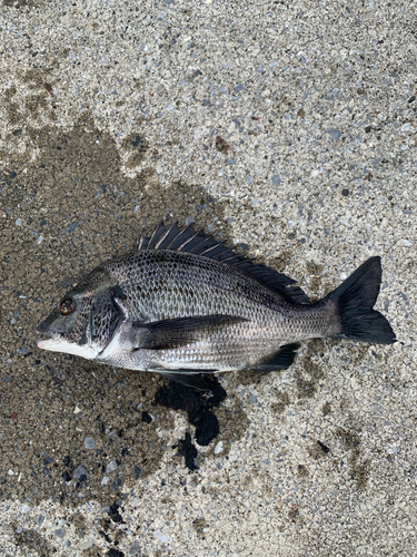 クロダイの釣果