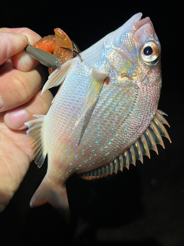 チャリコの釣果