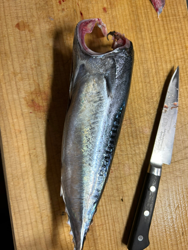 ソウダガツオの釣果