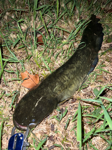 マナマズの釣果