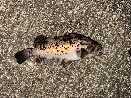 クロソイの釣果