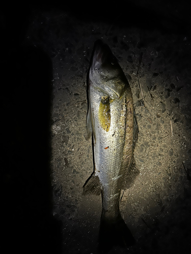 セイゴ（ヒラスズキ）の釣果