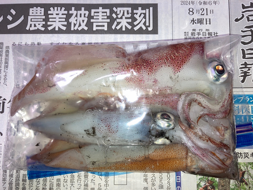 ケンサキイカの釣果