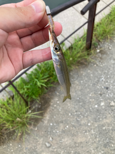 カマスの釣果