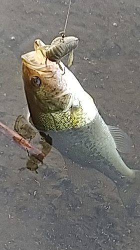 ラージマウスバスの釣果