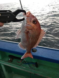 チダイの釣果