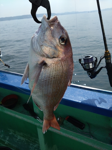 マダイの釣果