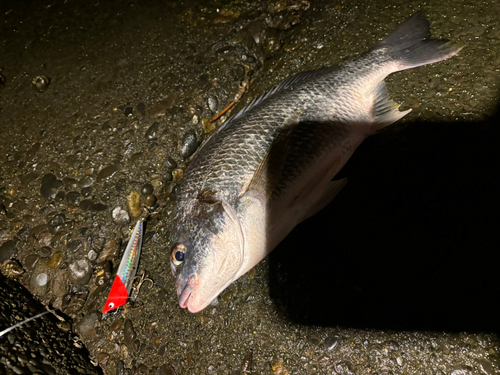 キビレの釣果