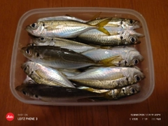 アジの釣果