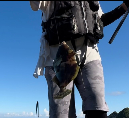 カワハギの釣果