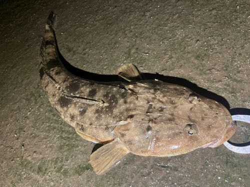 マゴチの釣果