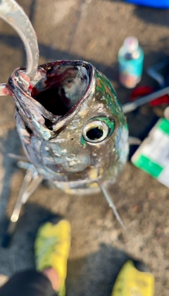 ソウダガツオの釣果