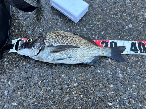 クロダイの釣果