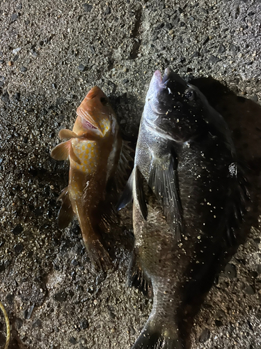 チヌの釣果