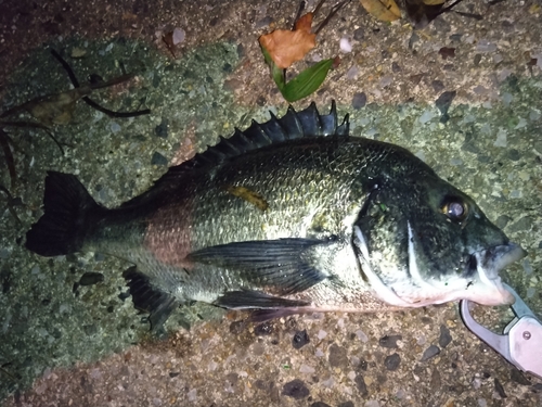 クロダイの釣果