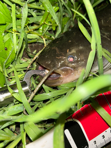 マナマズの釣果