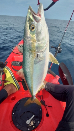 ハマチの釣果