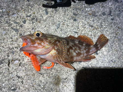 カサゴの釣果