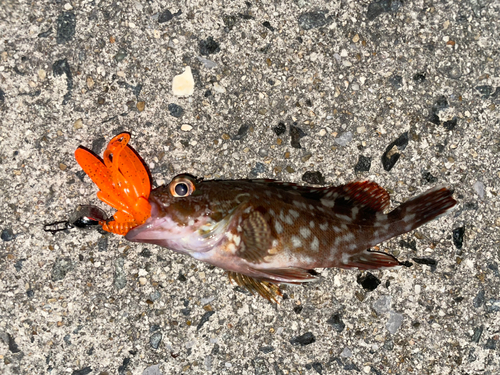 カサゴの釣果