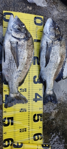 チヌの釣果