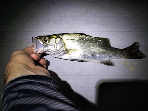 セイゴ（ヒラスズキ）の釣果