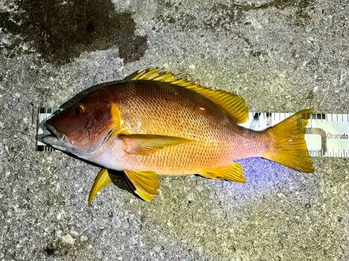 シブダイの釣果