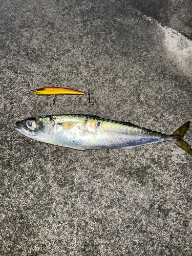 サバの釣果