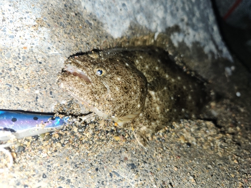 ソゲの釣果