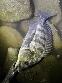 チヌの釣果