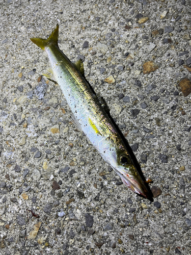 カマスの釣果