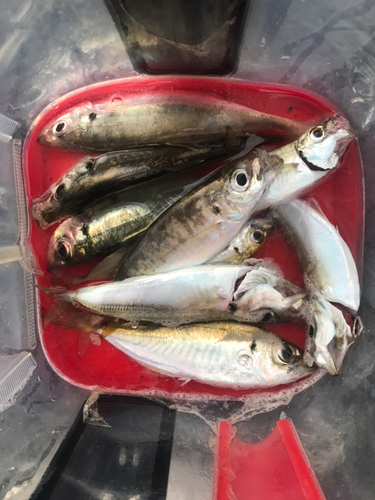 アジの釣果