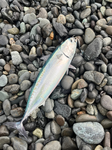 マルソウダの釣果