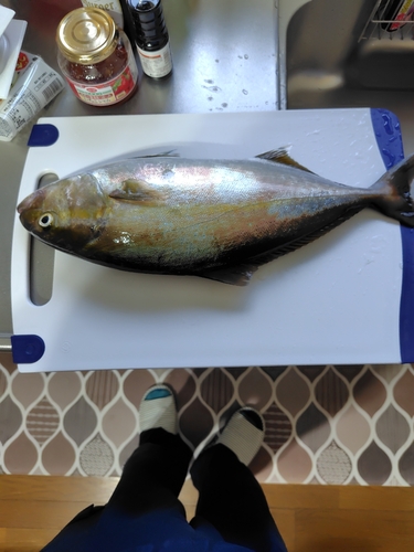 ショゴの釣果