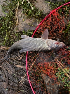 ニゴイの釣果