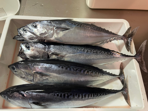 ソウダガツオの釣果