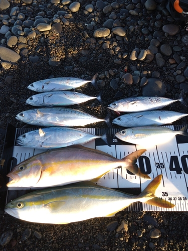 ショゴの釣果