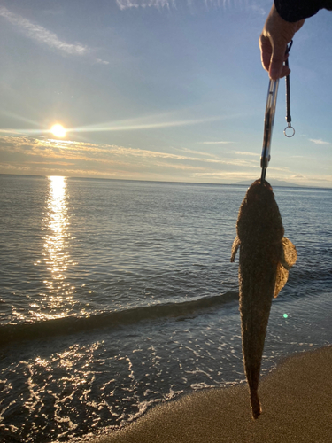 マゴチの釣果