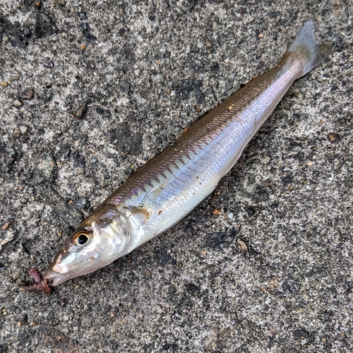 キスの釣果