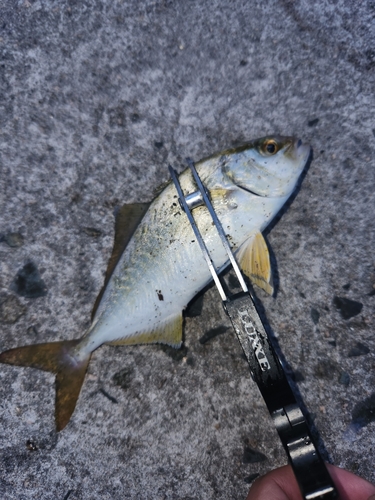 ショゴの釣果