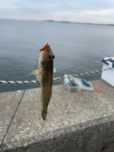 ハゼの釣果