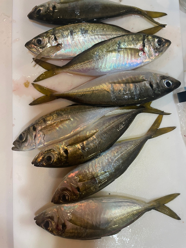 アジの釣果