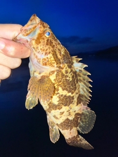 タケノコメバルの釣果