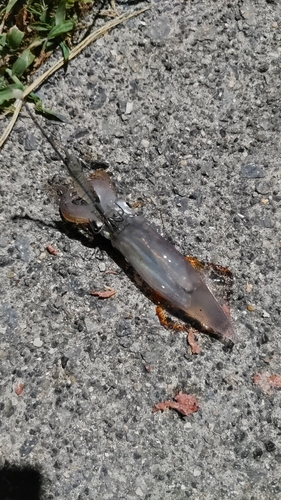 ベイカの釣果