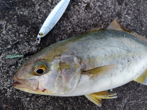 ショゴの釣果