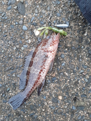 オオモンハタの釣果