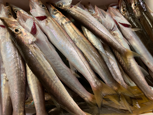 カマスの釣果