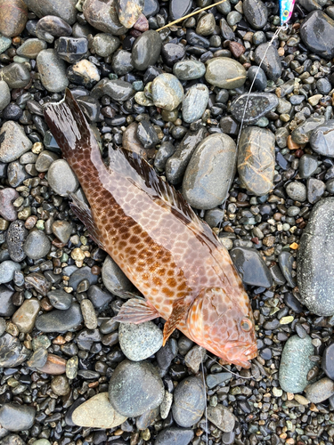 オオモンハタの釣果