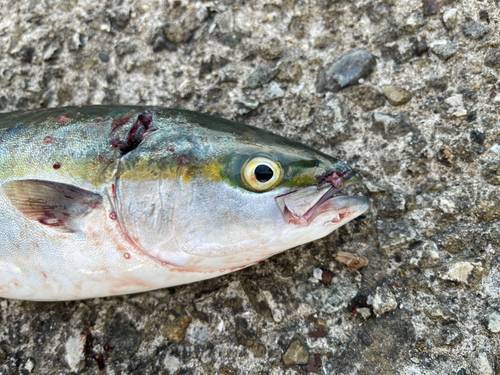 ツバスの釣果