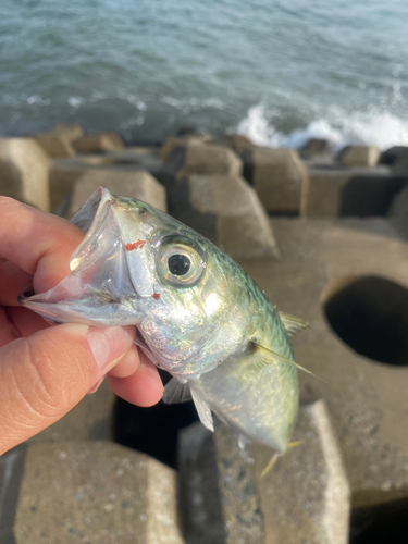 サバの釣果