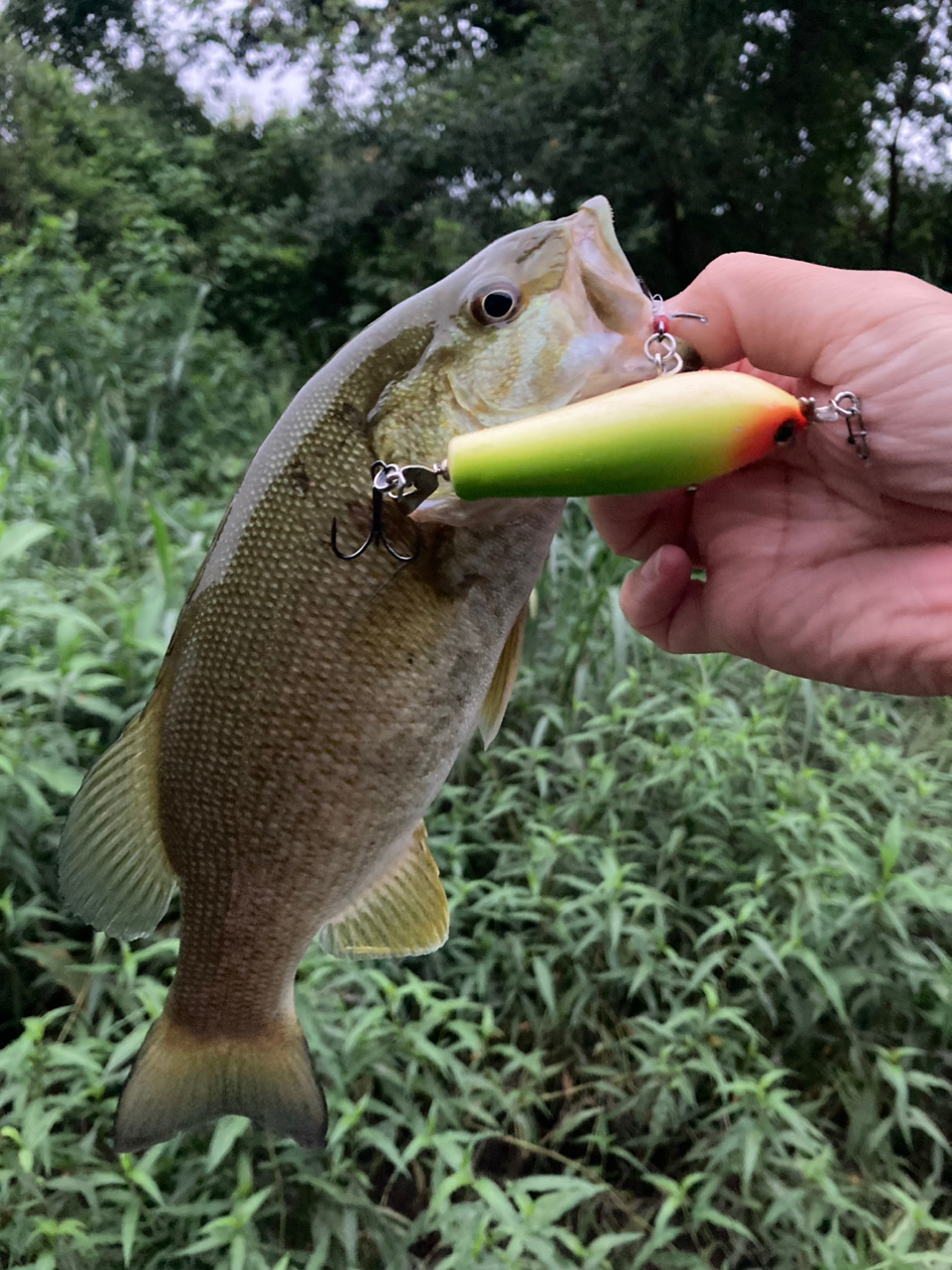 スモールマウスバス